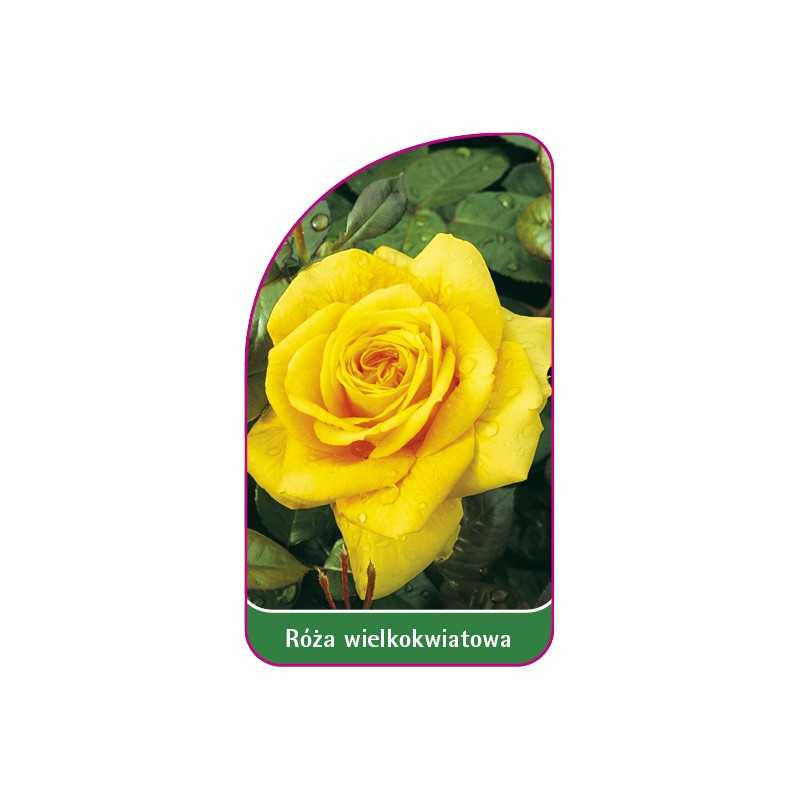 roza-wielkokwiatowa-203-mini1