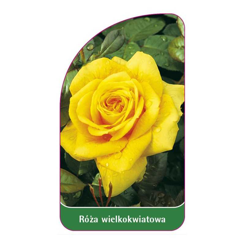 roza-wielkokwiatowa-203-standard1