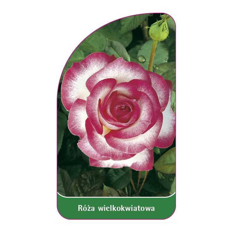 roza-wielkokwiatowa-204-standard1