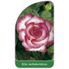 roza-wielkokwiatowa-204-standard1