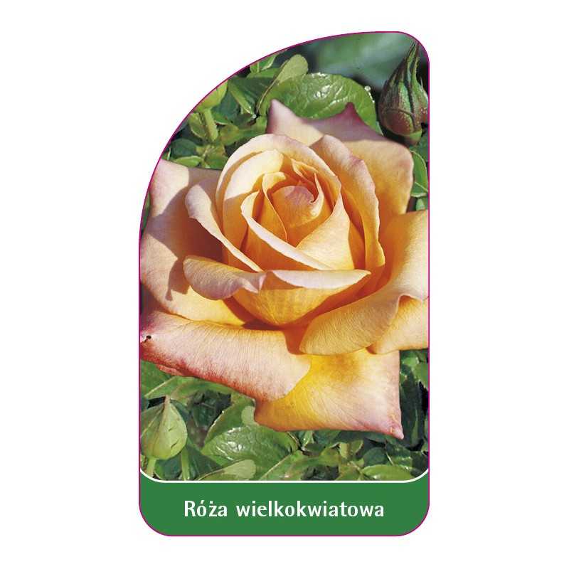 roza-wielkokwiatowa-205-standard1