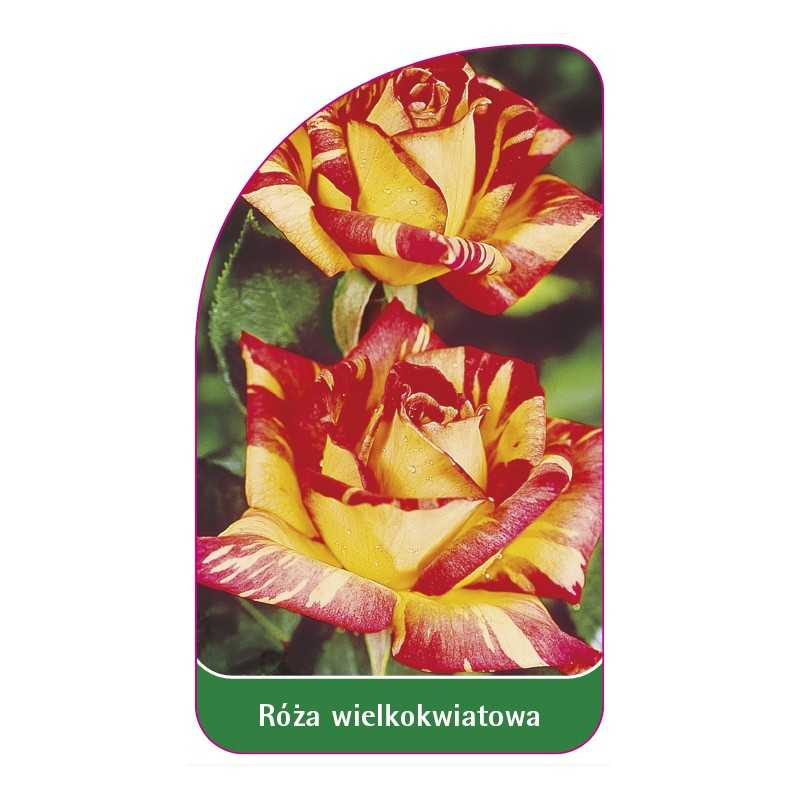 roza-wielkokwiatowa-207-standard1