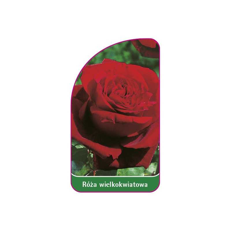 roza-wielkokwiatowa-208-a-mini1