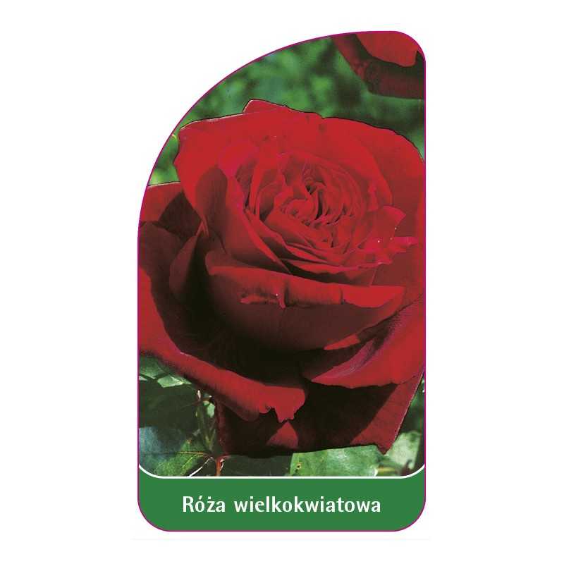 roza-wielkokwiatowa-208-a-standard1