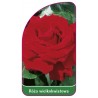 roza-wielkokwiatowa-209-mini1