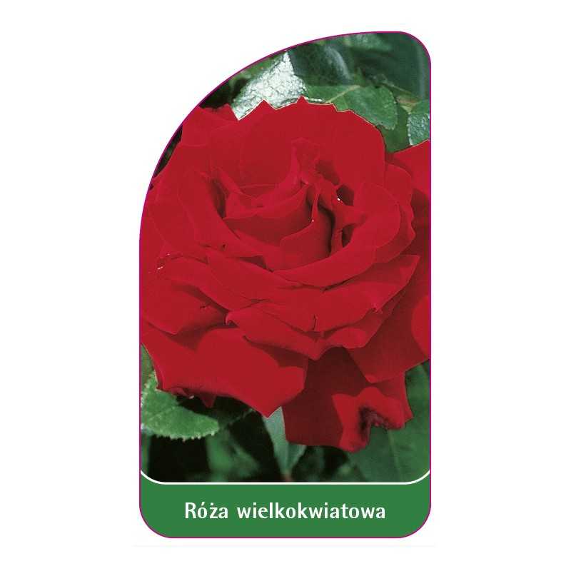 roza-wielkokwiatowa-209-standard1