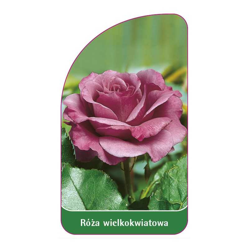 roza-wielkokwiatowa-211-standard1