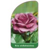 roza-wielkokwiatowa-211-standard1