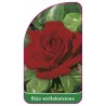 roza-wielkokwiatowa-212-mini1