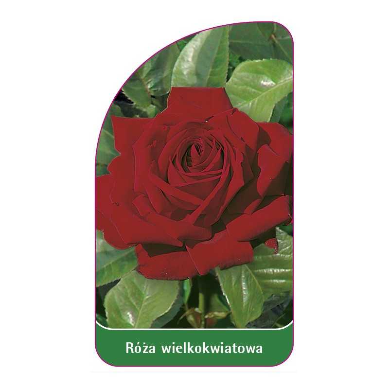 roza-wielkokwiatowa-212-standard1