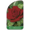 roza-wielkokwiatowa-212-standard1
