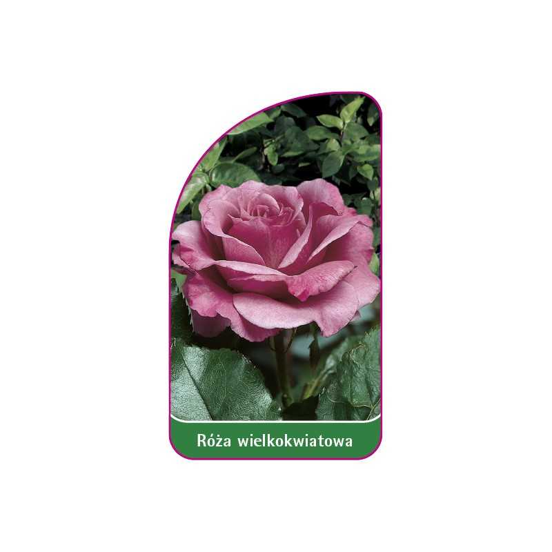 roza-wielkokwiatowa-211-mini1