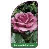 roza-wielkokwiatowa-211-mini1