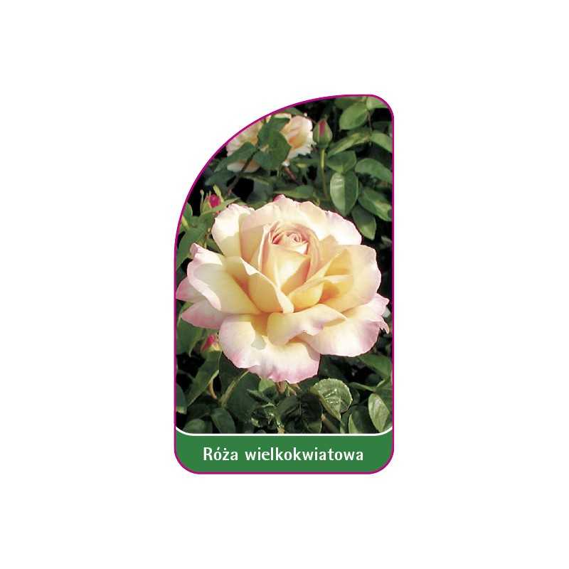 roza-wielkokwiatowa-213-mini1