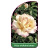 roza-wielkokwiatowa-213-mini1