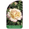 roza-wielkokwiatowa-213-standard1
