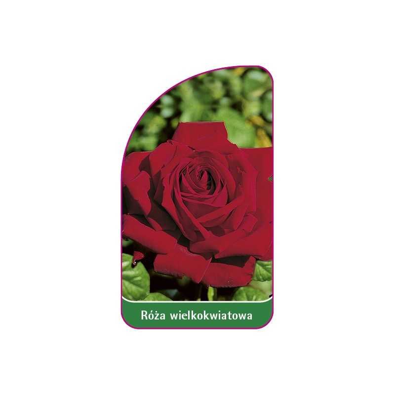 roza-wielkokwiatowa-215-mini1