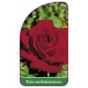 roza-wielkokwiatowa-215-mini1