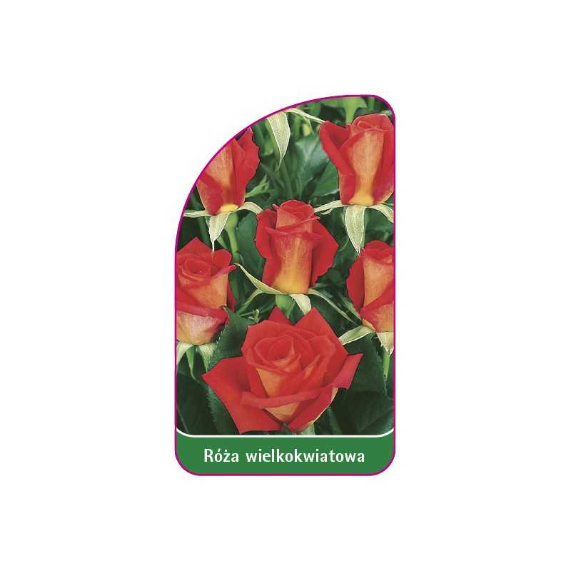 roza-wielkokwiatowa-216-mini1