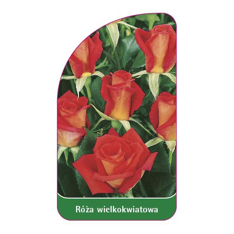 roza-wielkokwiatowa-216-standard1