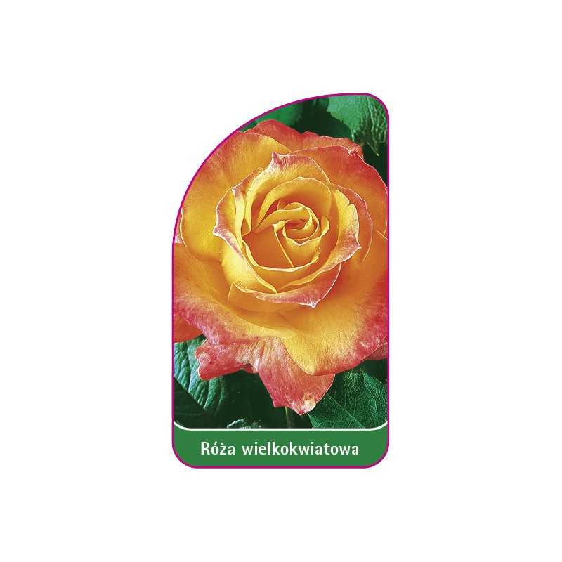 roza-wielkokwiatowa-217-mini1