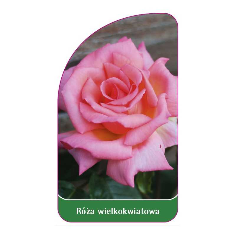 roza-wielkokwiatowa-218-a-standard1