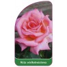 roza-wielkokwiatowa-218-a-standard1