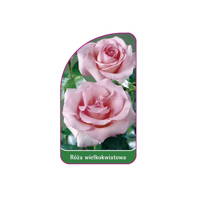 roza-wielkokwiatowa-218-b-mini1