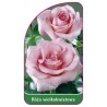 roza-wielkokwiatowa-218-b-mini1