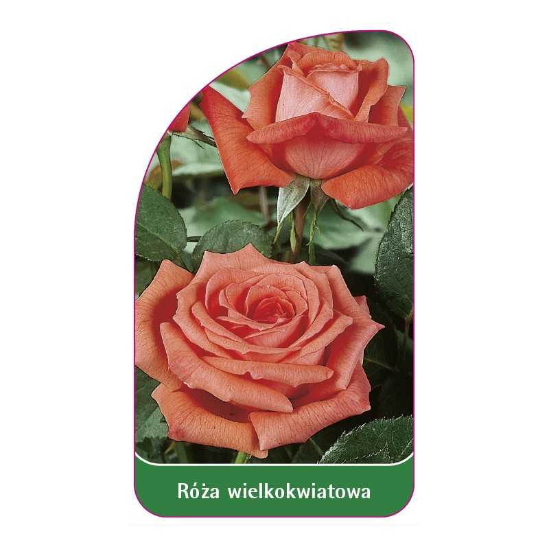 roza-wielkokwiatowa-219-standard1