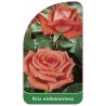 roza-wielkokwiatowa-219-standard1