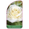 roza-wielkokwiatowa-221-b-mini1