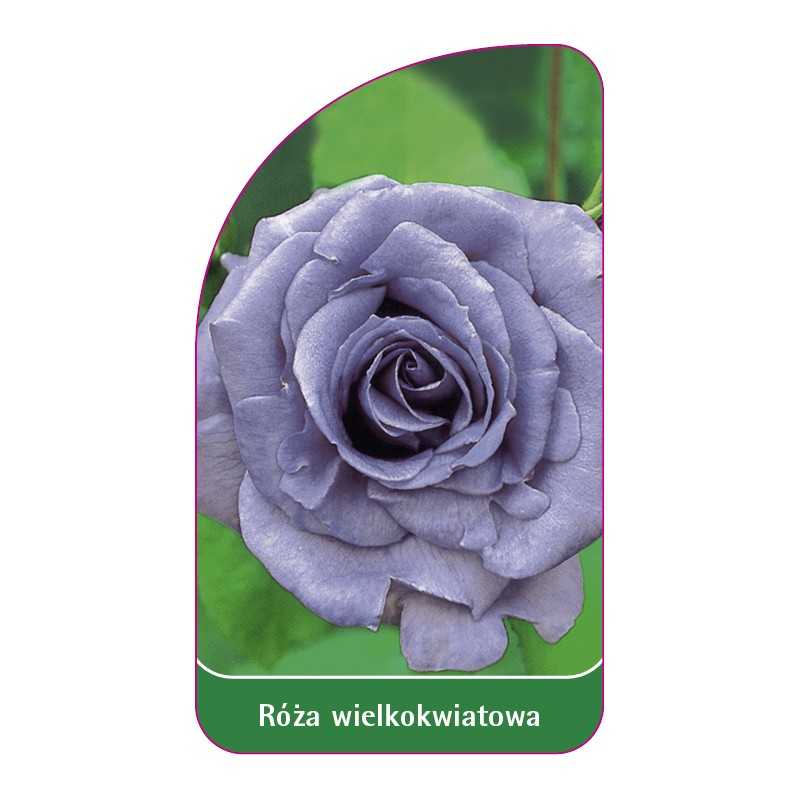 roza-wielkokwiatowa-222-standard1