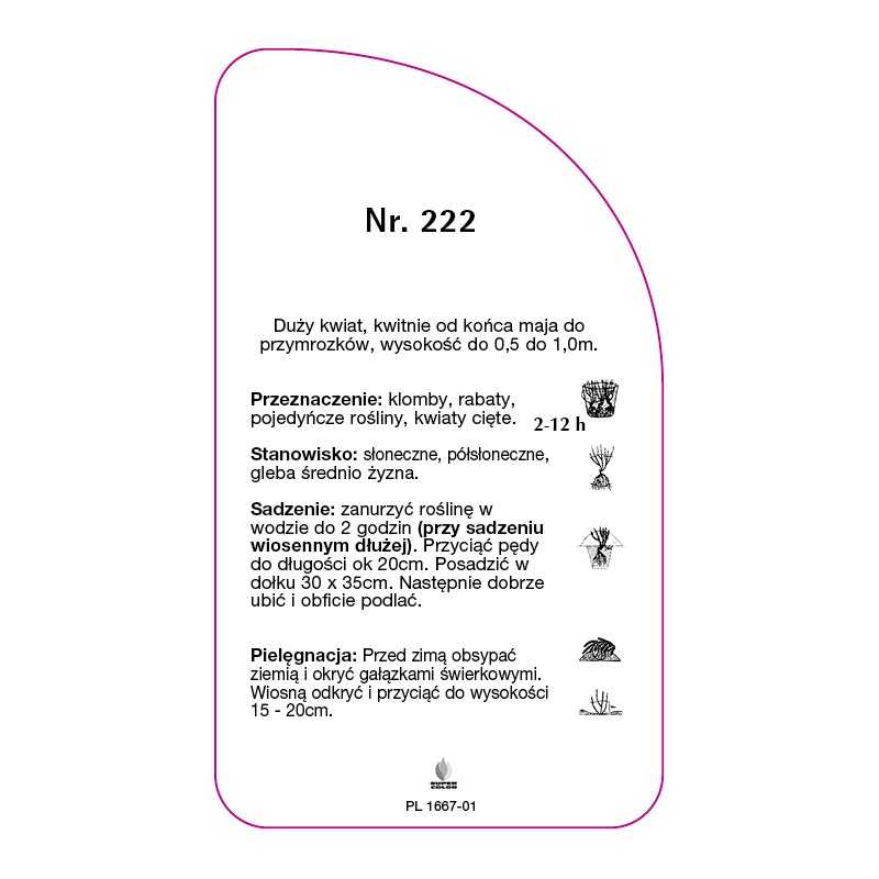 roza-wielkokwiatowa-222-standard0