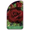 roza-wielkokwiatowa-223-mini1
