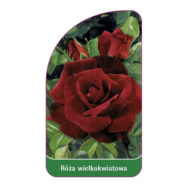 roza-wielkokwiatowa-223-standard1