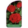 roza-wielkokwiatowa-225-mini1