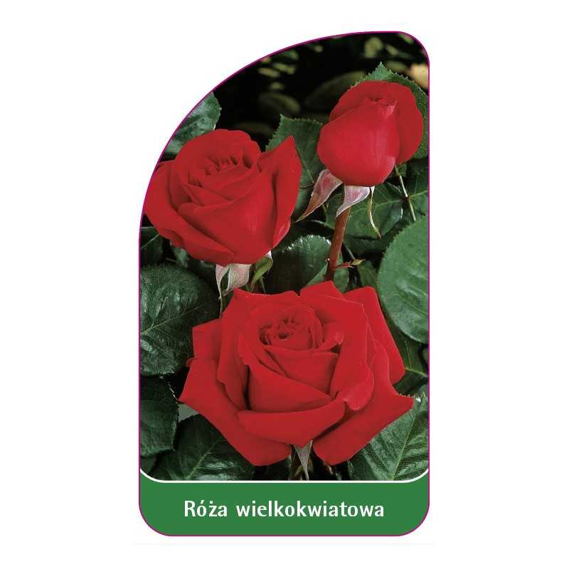roza-wielkokwiatowa-225-standard1