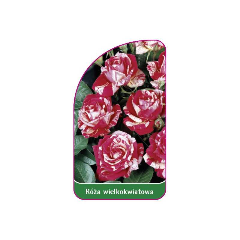 roza-wielkokwiatowa-226-mini1
