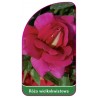 roza-wielkokwiatowa-227-b-mini1