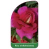 roza-wielkokwiatowa-227-b-standard1
