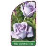 roza-wielkokwiatowa-232-mini1