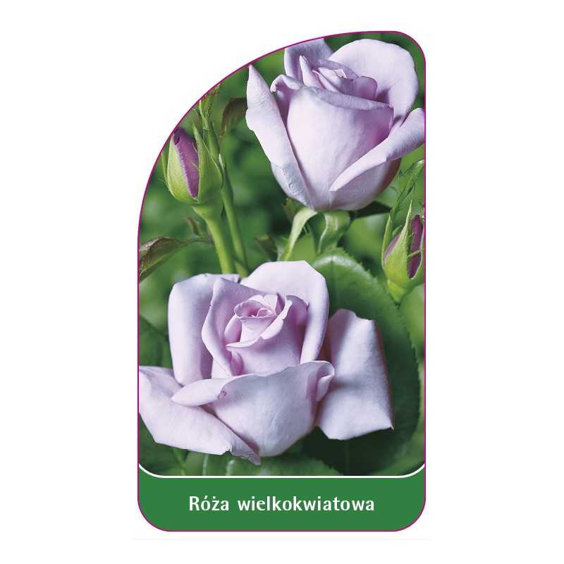 roza-wielkokwiatowa-232-standard1