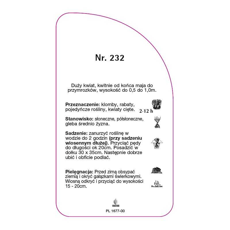 roza-wielkokwiatowa-232-standard0