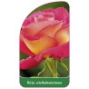 roza-wielkokwiatowa-235-standard1