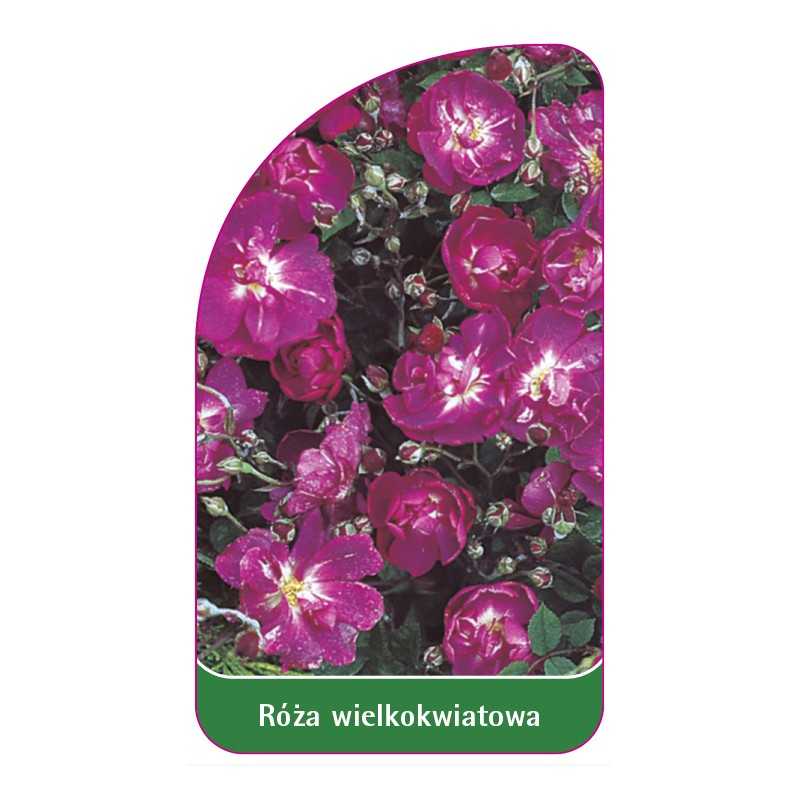 roza-wielkokwiatowa-238-standard1