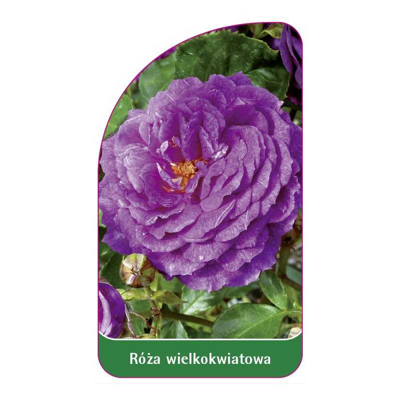 roza-wielkokwiatowa-239-standard1