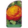 roza-wielkokwiatowa-240-mini1