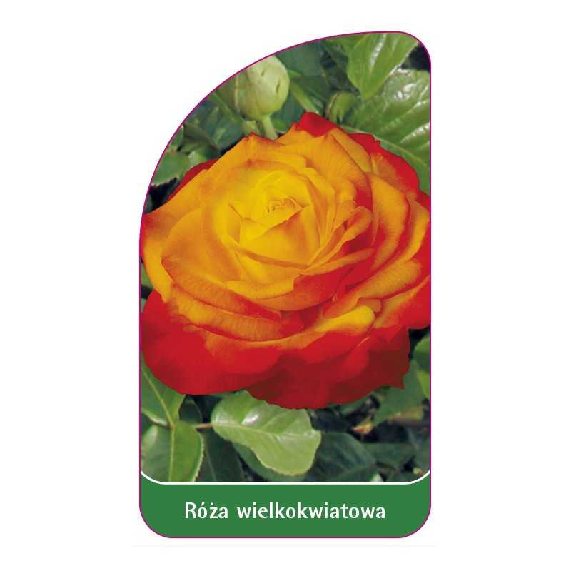 roza-wielkokwiatowa-240-standard1
