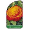 roza-wielkokwiatowa-240-standard1